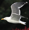 adult LBBG Dutch intergrade in September, ringed in the Netherlands. (85708 bytes)